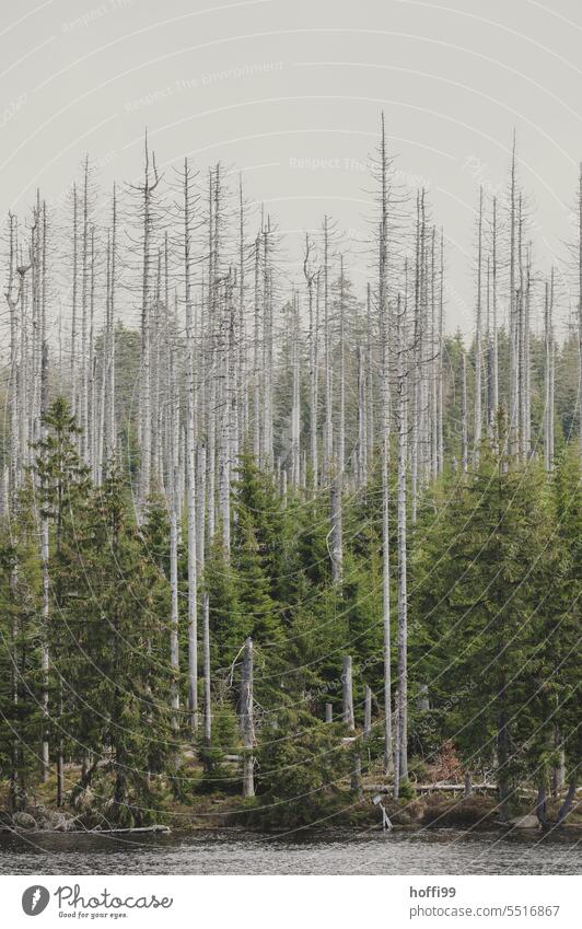 tote und kleine grüneBäume vor grauem Himmel, der Borkenkäfer zieht weiter Totholz Borkenkäferplage Baumsterben Baumstamm Waldsterben Klimawandel Zerstörung