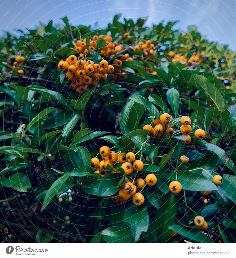 Feuerdornbeeren am Strauch mit blauem Himmel Beeren orange Spätsommer Herbst Frucht grün immergrün Hecke Garten Pflanze