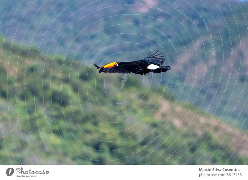 Tukan im Flug in den Bergen von Jujuy, Argentinien Amazonas amerika Tier Voliere Schnabel schön Schönheit Vogel schwarz blau Brasilien hell Klima Farbe farbig