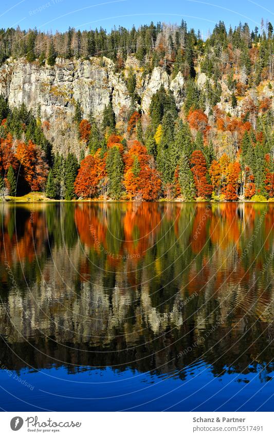 Bergsee mit herbstlichem Wald und Felswand im Hintergrund Herbst Herbstfarben Natur Wandern Außenaufnahme Freizeit & Hobby Berge u. Gebirge Schwarzwald bunt