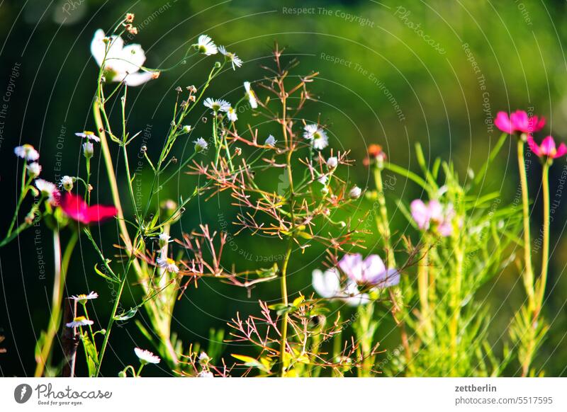 Verschiedene blühende Blumen / Bienenweide blüte dunkel dämmerung erholung erwachen ferien garten hecke himmel kleingarten kleingartenkolonie knospe korbblütler