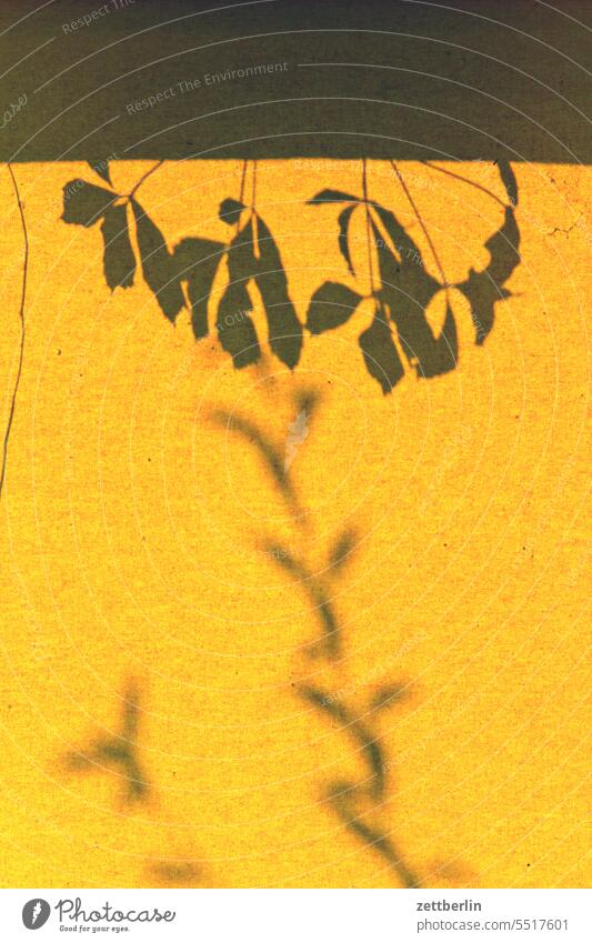 Schatten auf Gelb licht schatten sonne stuhl gewebe flechtwerk geflochten sitz schaukel pflanze ranke blatt blätter ast zweig garten park ferien urlaub freizeit
