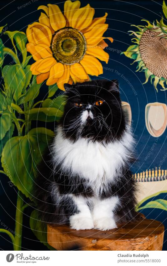 Schwarzweiße Langhaarkatze sitzt auf einem Hocker vor einer Lehrtafel über Sonnenblumen Katze langhaarkatze lustige Katze Perserkatze schwarzweiße Katze