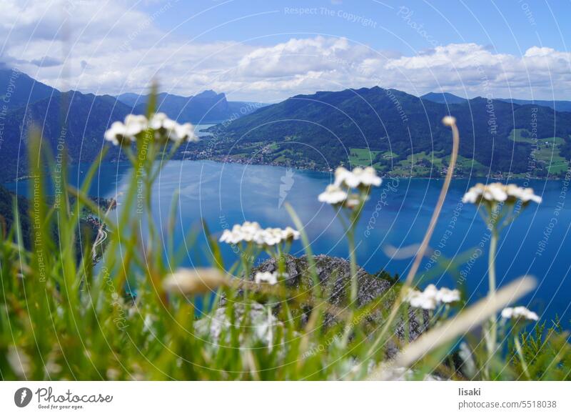 Ausblick vom Berg auf See Salzkammergut Seeblick Bergaussicht Landschaft Natur Österreich Alpen Blumen