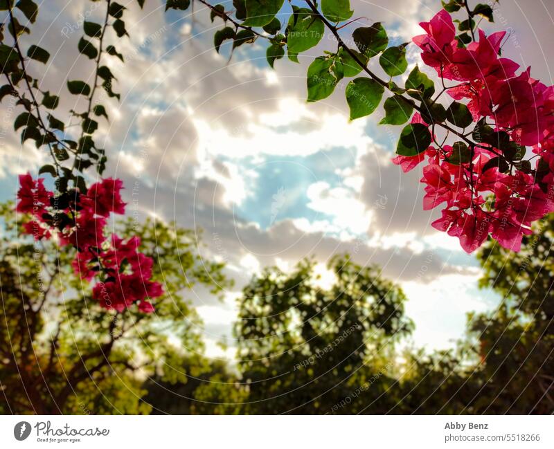 Bougainvillea rosa Blume Sonnenuntergang Sonnenstrahlen Baum Wolken bewölkter Himmel