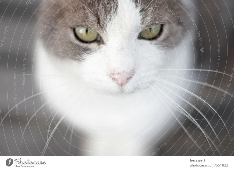 Hallo, ich heiße Flo Tier Haustier Katze ruhig Schnurrhaar Katzenauge Blick Gedeckte Farben