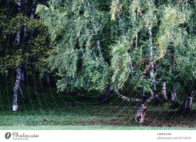 verwunschene Birken, herbstlich Birkenwald Herbst Herbstlicht verschlungen Form Anmut grün Laub Birkenlaub Natur Wald Baum Landschaft Birkenrinde natürlich alt
