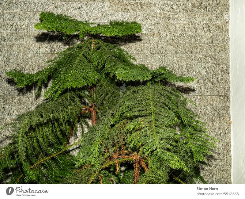 Zweige eines Nadelbaums stehen vor einer strukturierten Wand wachsen Struktur Umgebung Zweige u. Äste immergrün grau Äste und Zweige Muster Pflanze Natur