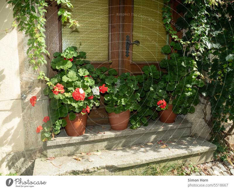 Blumentöpfe stehen vor einer alten Eingangstür und versperren den Durchgang Sperrung Versteck verborgen kein Durchgang geschlossen unpassierbar Barriere