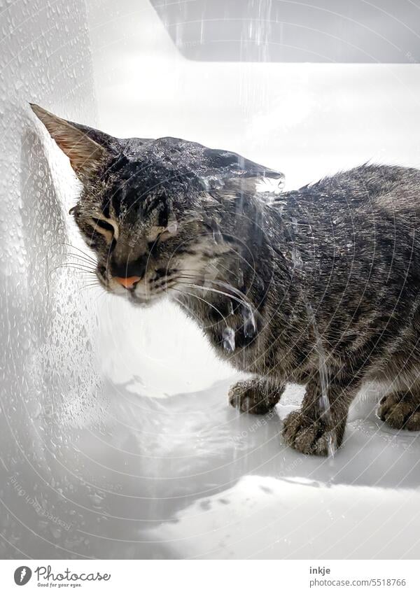 Manche sagen, man solle das Leben auf sich regnen lassen… Katze wasser Nass Katzenporträt Hauskatze Katzenjunges Katzengesicht Farbfoto Klatschnass triefend