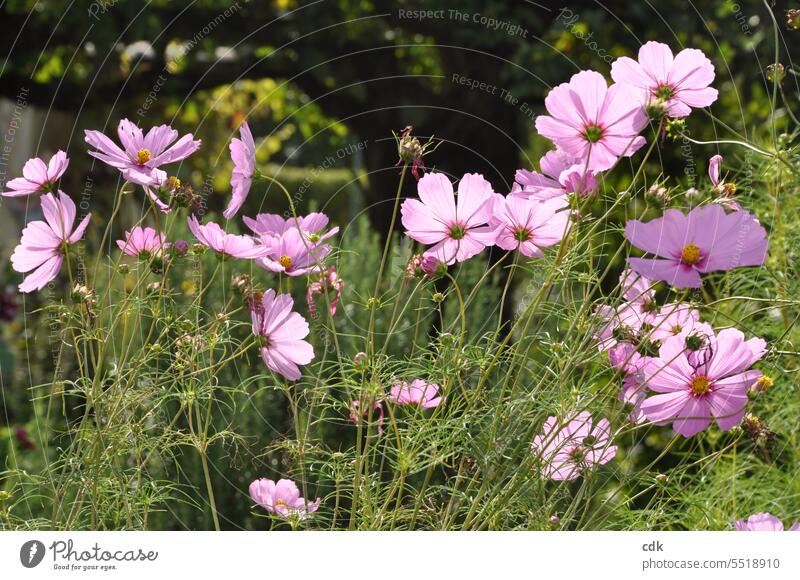 Cosmea-Blüten leuchten rosa im Spätsommer-Sonnenschein Schmuckkörbchen einjährig schön ästhetisch Cosmos bipinnatus Pflanze Natur blühen Blume natürlich Kosmee
