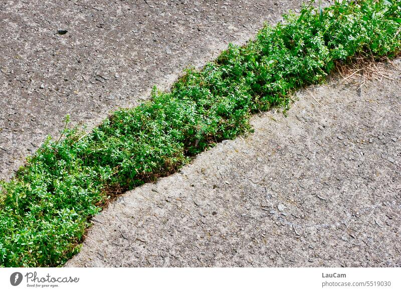 Grünstreifen - die Natur bahnt sich ihren Weg grün wachsen Beton Asphalt Riss sprießen Pflanze Boden durchbrechen diagonal teilen