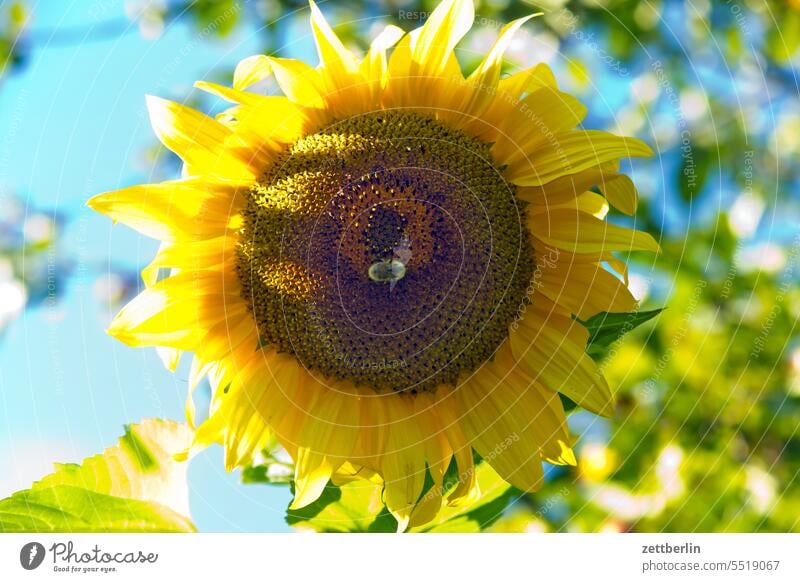 Sonnenblume mit Hummel Helianthus annuus ast biene blühen blüte dämmerung erdhummel erholung erwachen ferien garten himmel insekt kleingarten kleingartenkolonie