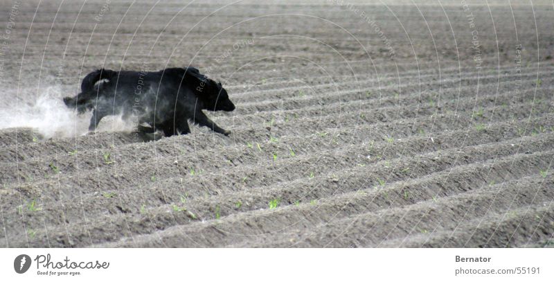 Wettrennen... Hund Sportveranstaltung Feld Geschwindigkeit schwarz Kartoffelacker Spielen laufen retriever flat-coated