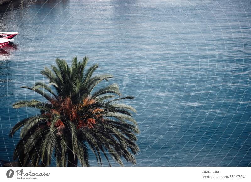Blick aufs Meer, im Vordergrund eine herbstliche Palme und im Hintergrund ragen rote Boote ins Wasser schwarzes Meer blau blaues Wasser Wellen stilles Wasser
