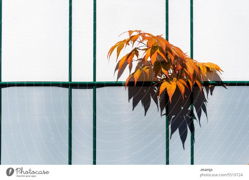 Anhängsel orange grau weiß Wand Herbstlaub Durchsetzungsvermögen Wandel & Veränderung Jahreszeiten Laub wuchern Blätter Vergänglichkeit Renaturierung Wachstum