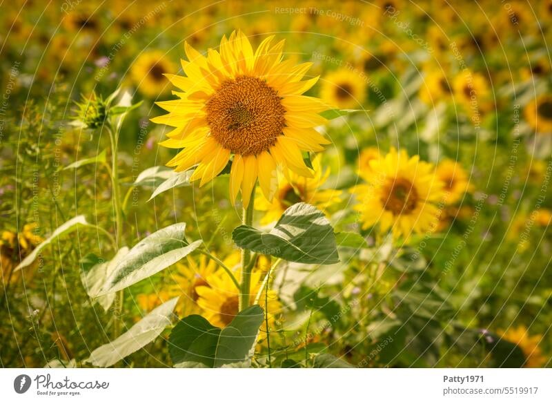 Nahaufnahme einer Sonnenblume im Sonnenblumenfeld Feld Landwirtschaft Natur Pflanze Blume gelb Sommer Landschaft Umwelt Sonnenlicht Nutzpflanze Blüte Blühend