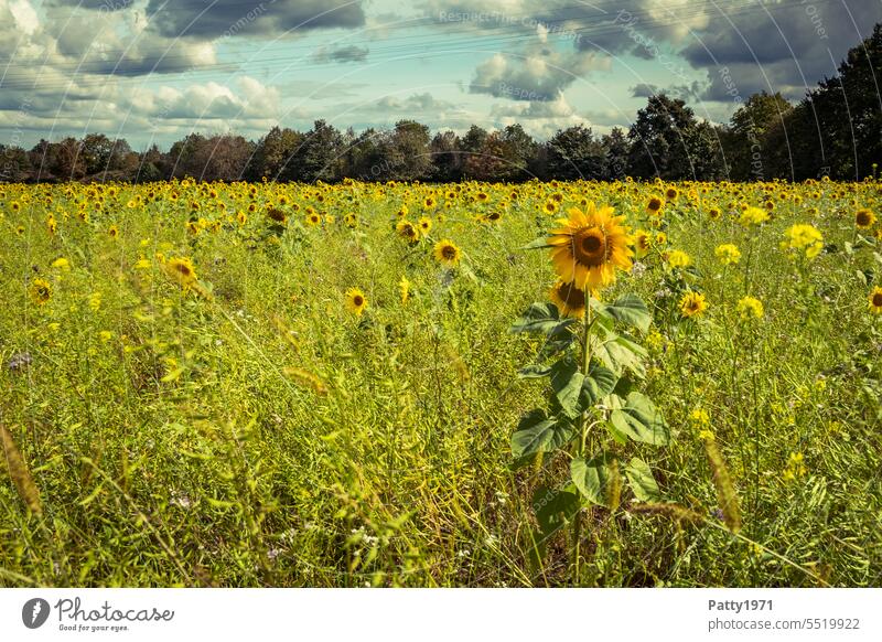 Landschaft mit Sonnenblumenfeld, Baumreihe und dramatischem Himmel Landwirtschaft Feld Wolken Natur Sommer natürlich Blume Blüte Sonneblumenfeld gelb grün