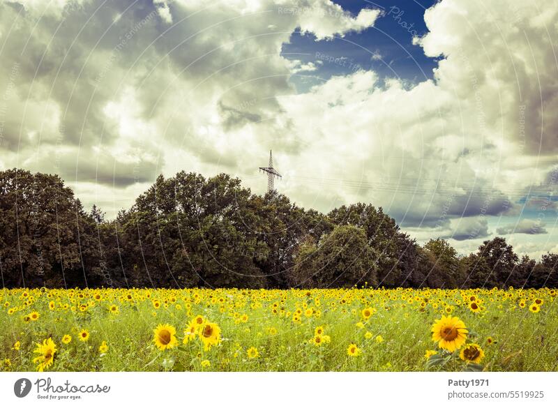 Sonnenblumenfeld mit Strommast und dramatischem Himmel Feld Landschaft Landwirtschaft Baumreihe Waldrand Natur blühen Ackerbau Umwelt Wolken Wolkenformation