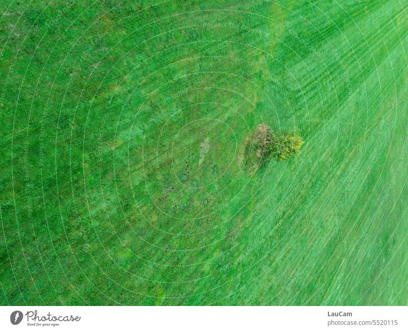 Landschaft in Schieflage Baum grün schief von oben Natur Wiese Feld Weite Gras grasgrün Außenaufnahme Umwelt Vogelperspektive gemäht gemähte Wiese