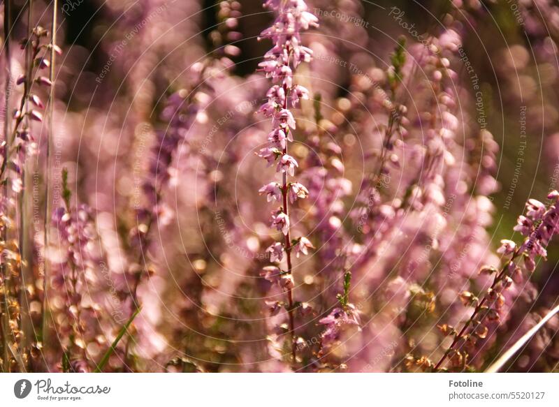 Die Heide strahlt in voller Blüte, die Sonne an diesem schönen Spätsommertag wärmt ganz wunderbar. Natur Lüneburger Heide Außenaufnahme Farbfoto Sommer Pflanze