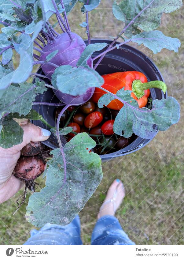 Ich stehe in meinem Garten und schaue auf meine letzte Ernte. Kohlrabi,Paprika,Tomaten und ein paar Zwiebeln sind meine Ausbeute. Gemüse Lebensmittel frisch