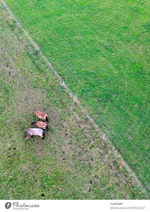 Rasenmäher- 3 Pferde grasen auf einer Weide Wiese Gras grün Tier Landschaft Bauernhof Feld ländlich