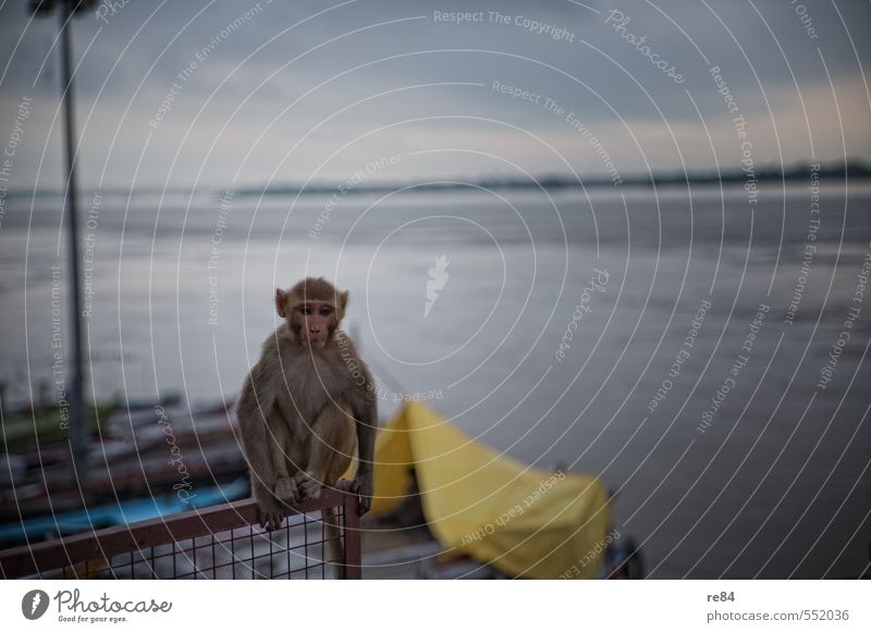 Warten auf Godot Wasser Himmel Fluss Fischerboot Tier Wildtier Affen beobachten Denken Blick sitzen frech kalt Stimmung achtsam Wachsamkeit Gelassenheit