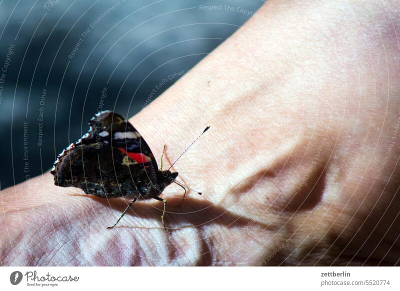 Schmetterling Vanessa atalanta admiral edelfalter flügel fuß herbst insekt schmetterling schmetterlingsflügel schuh sitzen sommer sonne sonnen tier wärme mensch