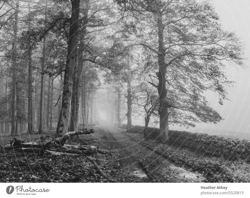 Schwarz-Weiß-Bild eines Weges durch einen nebligen Wald im Herbst Bäume Holz Waldgebiet schwarz auf weiß Natur Umwelt Land Landschaft Wetter Nebel fallen Saison