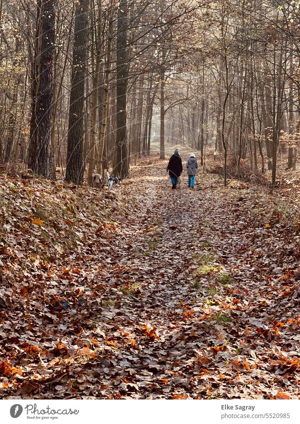 Zwei Frauen wandern  durch den Herbstlichen Wald Natur Bäume Außenaufnahme Spaziergang Erholung Waldboden Waldweg ruhig Einsamkeit Spazierweg Fußweg