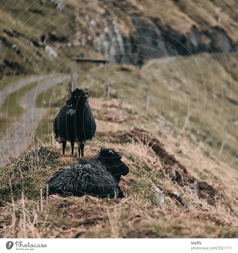 Färöer-Schafe auf der Färöer Insel Streymoy Färöerinseln Färöerschaf Färöer Inseln Färöer-Inseln ruhig Schafsinseln idyllisch schwarzes Schaf entspannt ländlich