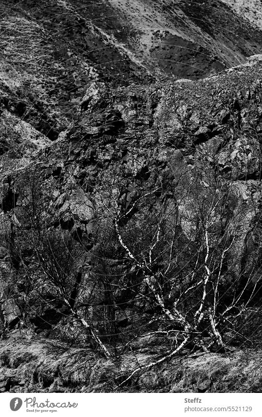 isländische Birken windgeschützt in einer Felsnische Island Bäume Moorbirke Zwergbirke Nische Felsspalte Windschutz buschig Busch Zweige verzweigt Birkenstamm
