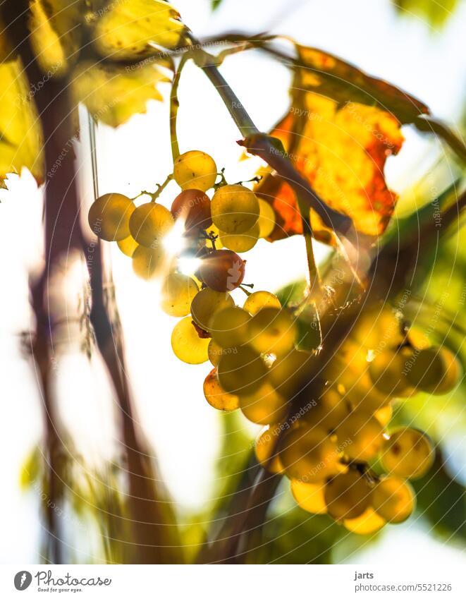 Weintrauben im Herbst Weinlese reif genuss Sonne Herbstfarben Weinbau Pflanze grün Natur Menschenleer Nutzpflanze Sonnenlicht Weinblatt Schönes Wetter Weißwein
