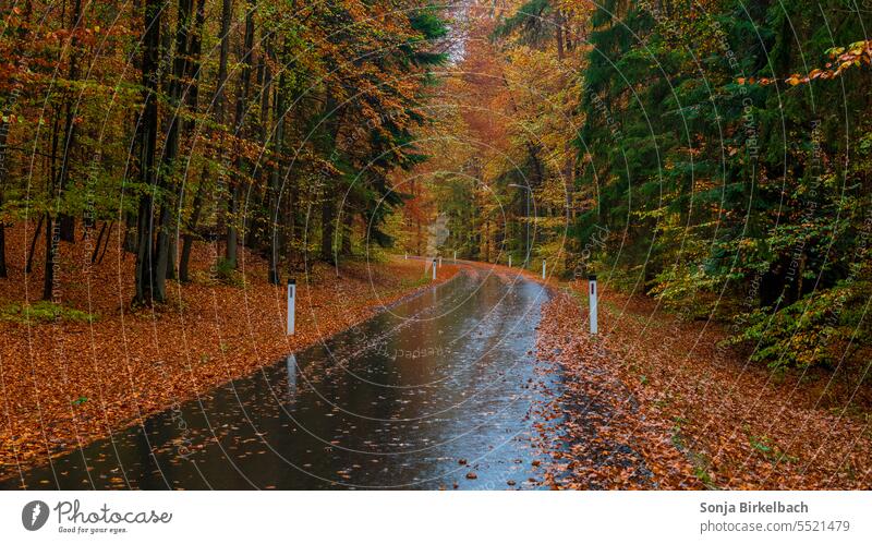Es herbstelt auf den Straßen auch Herbst Landstraße nass Nässe Wetter Regen Jahreszeit Herbstlaub Herbstfarben herbstlich Herbstfärbung Natur Herbststimmung