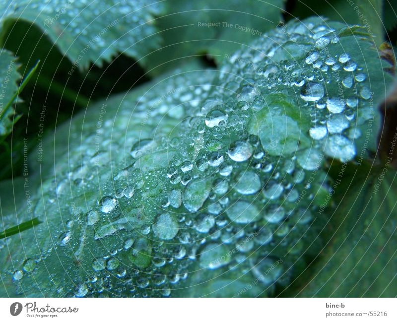 Tautropfen im Winter Pflanze Grünpflanze Wassertropfen nass Blume Blatt kalt ungemütlich Reflexion & Spiegelung Regen Seil ants Morgen nah Niederschlag water