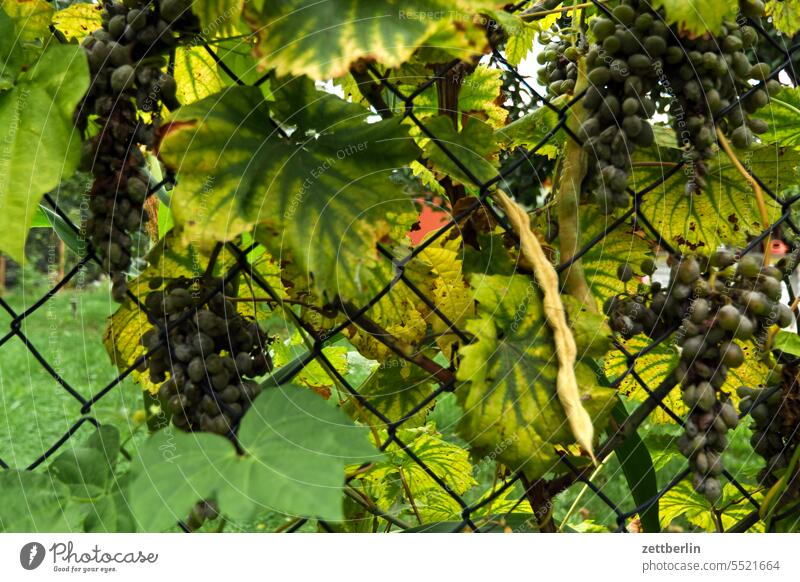 Weinanbau für Selbstversorger ast dämmerung erholung ferien garten hecke kleingarten kleingartenkolonie menschenleer nachbarschaft natur pflanze ruhe saison