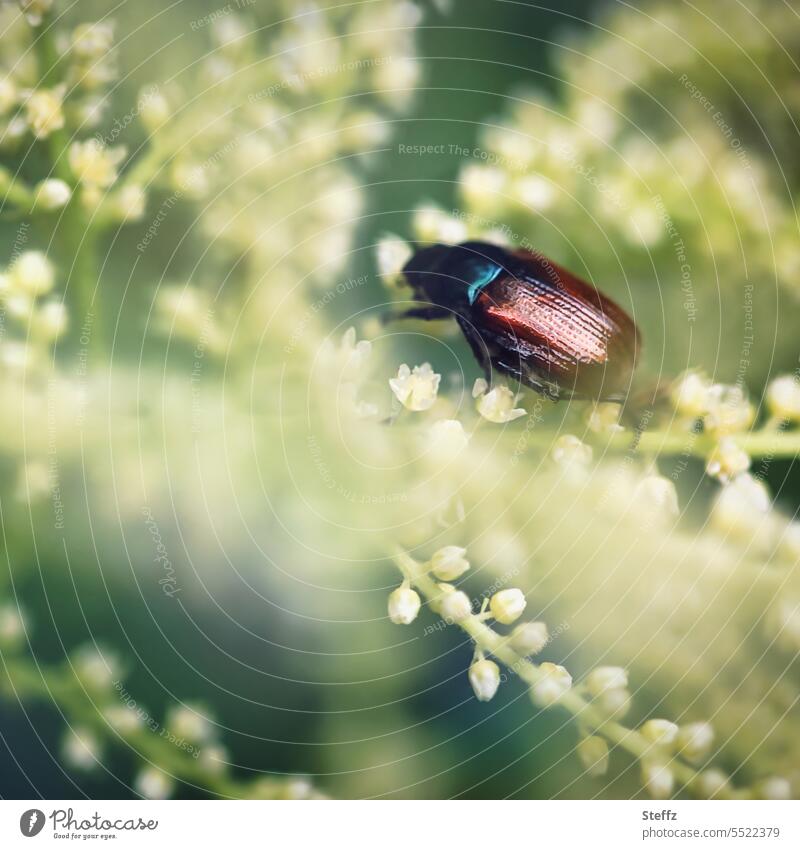 seltener Käfer Japankäfer Schädling Käferchen Schädlingsbefall Insekt krabbeln gefräßig besonders invasives Insekt Klimawandel invasive Arten Pflanzenfresser