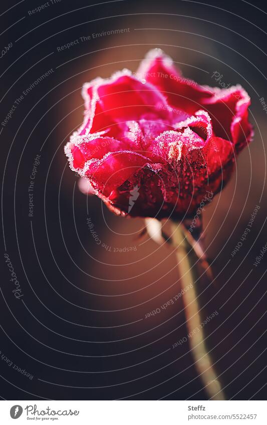 eine Winterrose rote Rose Dezemberrose Rosenblüte Raureif Eis Kälteschock Winterfrost Blume Blüte erblüht erblühen Nachzügler Spätblüher blühende Rose
