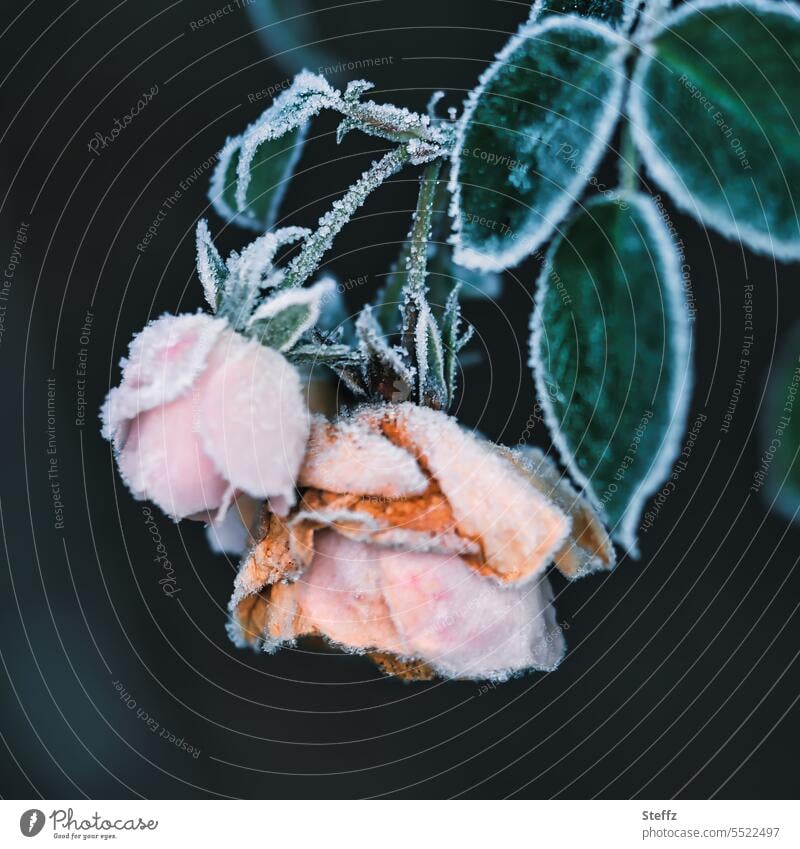 traurige verwelkte Rosen bedeckt mit Raureif verwelkte Blumen eisig eiskalt gefroren Eis Kälte Wetter frostig Frost frieren eisigkalt Vergänglichkeit Trauer Tod
