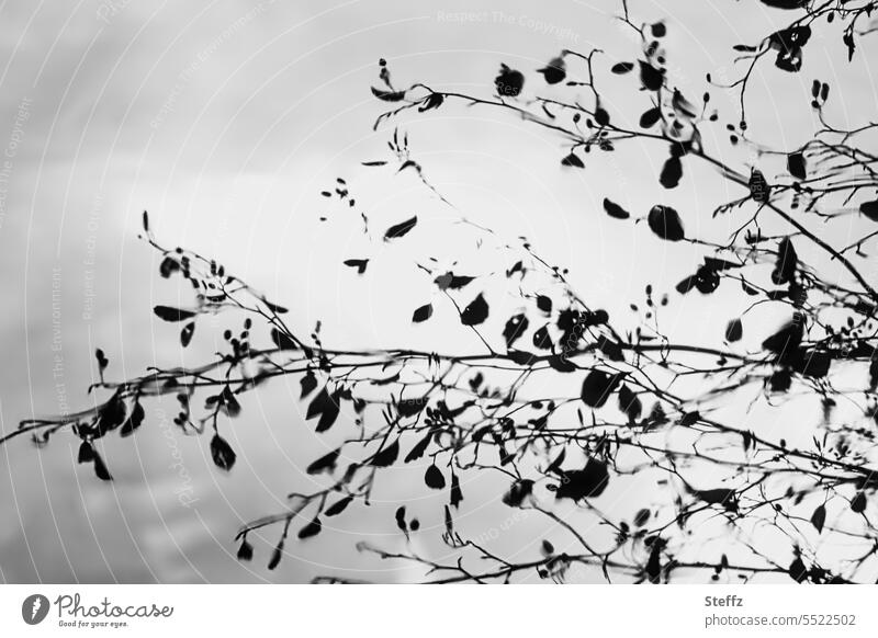 letzte Blätter im November spiegeln sich im Wasser Spiegelung Herbstzweige Herbstblätter Stimmung grau verweht Vergänglichkeit Silhouetten Endzeitstimmung