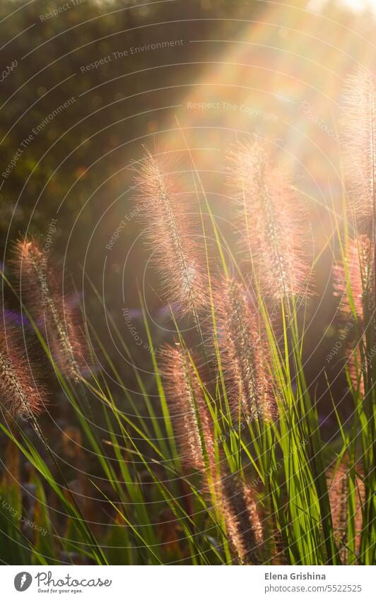 Ähren von wildem Gras im Sonnenlicht. Natur Wiese Feld Sommer Pflanze Hintergrund Licht Landschaft Nahaufnahme gelb grün Blume Saison im Freien Sonnenuntergang