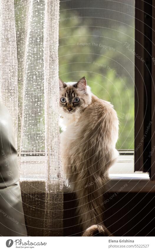 Eine schöne weiße Katze sitzt am Fenster. Die Nevskaya Masquerade Katzenrasse ist eine seltene und exotische Katze mit einem einzigartigen Aussehen. nevskaya