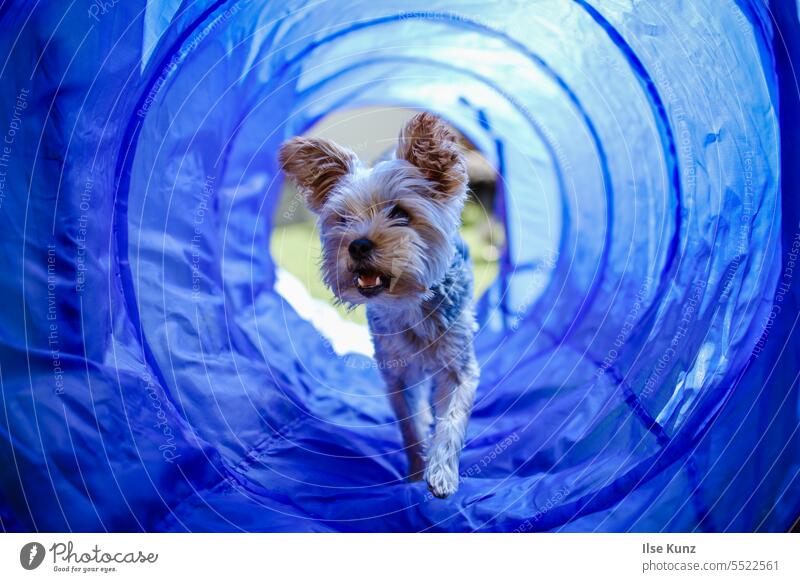 Yorkshire Terrier beim Agility Agility-Park Tunnel yorkie hundesport Hund