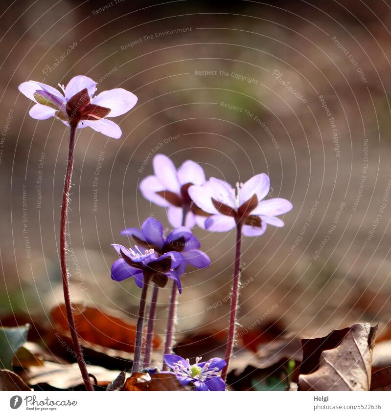 Für Ini | Leberblümchen zum Geburtstag Hepatica nobilis Blume Blüte Frühblüher Waldboden Frühling blühen wachsen Laub Blatt vertrocknet Natur Pflanze