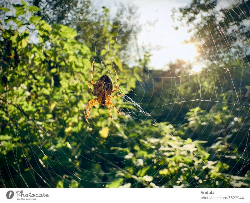 Spinne sitzt auf ihrem Netz im Spätsommerlicht Spinnennetz Gegenlicht Abendsonne Natur grün Tier Sonnenlicht Nahaufnahme Herbst