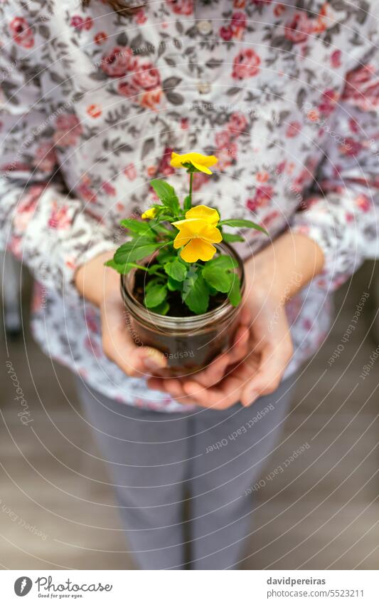 Unbekanntes junges Mädchen hält eine Stiefmütterchenpflanze in den Händen und zeigt sie der Kamera unkenntlich Frau Beteiligung zeigend Pflanze Blume Jugend