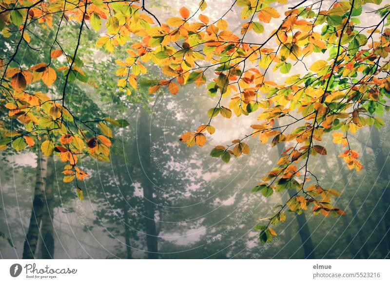 Laubwald mit bunten Buchenblättern / Herbst Blätter bunte Blätter Herbstfärbung Herbstlaub Herbststimmung Oktober Jahreszeiten Natur Herbstbeginn Laubwerk Baum