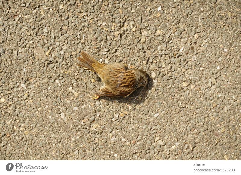 ein toter Sperlingsvogel liegt auf dem Asphaltboden toter Vogel Heckenbraunelle totes Tier Vogelschutz Singvogel Vogelschutzmaßnahme Tierschutzmaßnahme