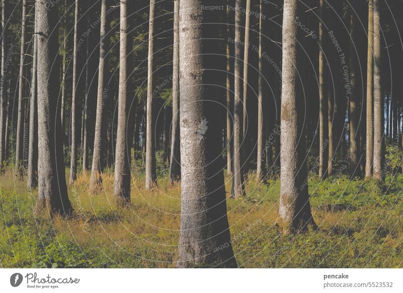 parallelwelt | den wald vor lauter bäumen nicht sehen Wald Bäume Baumstamm Parallelen Linien dicht Natur Umwelt Landschaft Forstwirtschaft Holz Klima